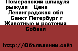Померанский шпицуля рыжуля › Цена ­ 35 000 - Ленинградская обл., Санкт-Петербург г. Животные и растения » Собаки   